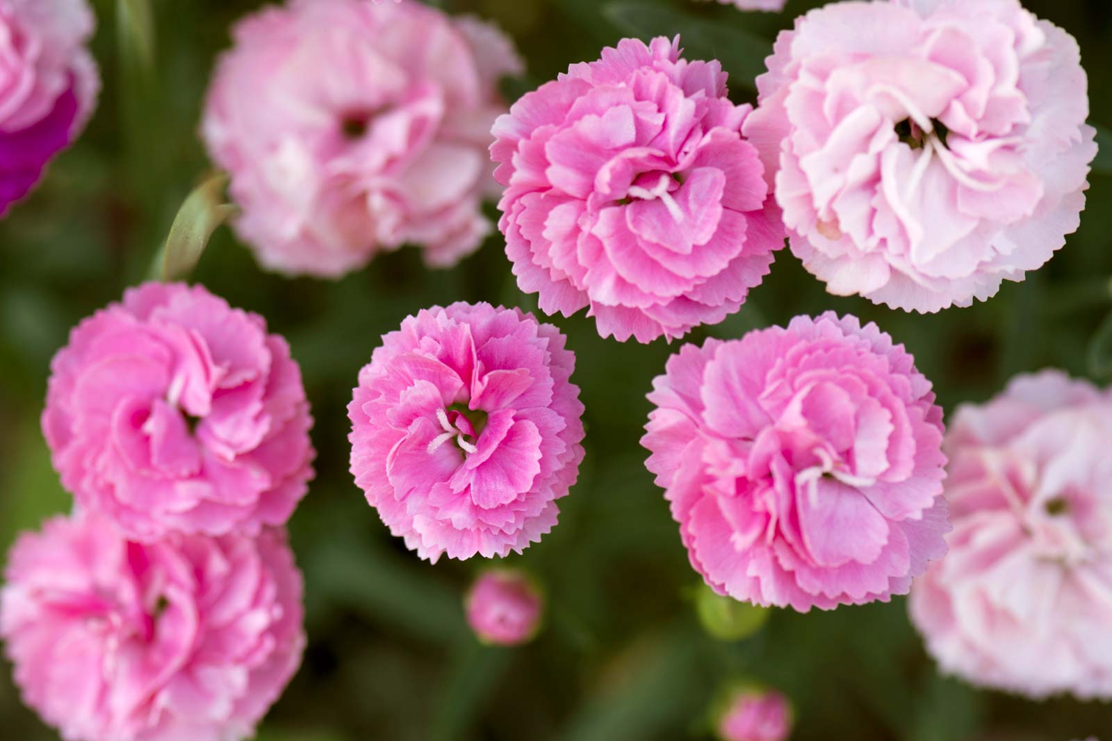 CARNATION, JANUARY BIRTH FLOWER