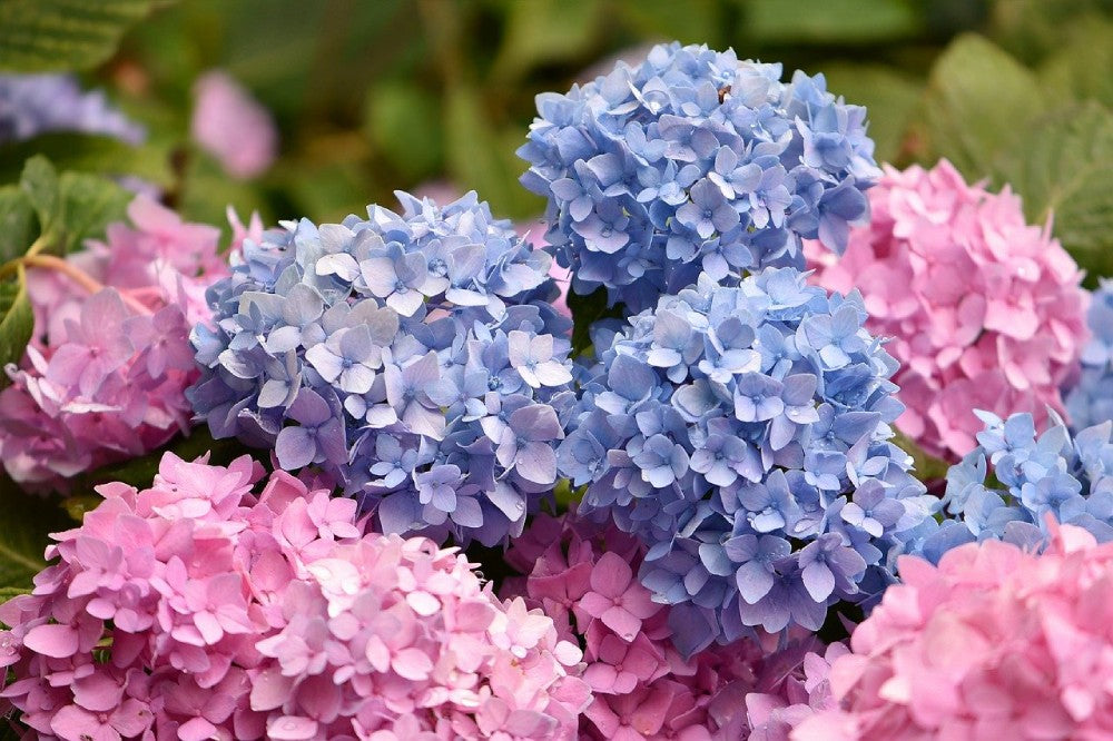 send hydrangea to Ukraine