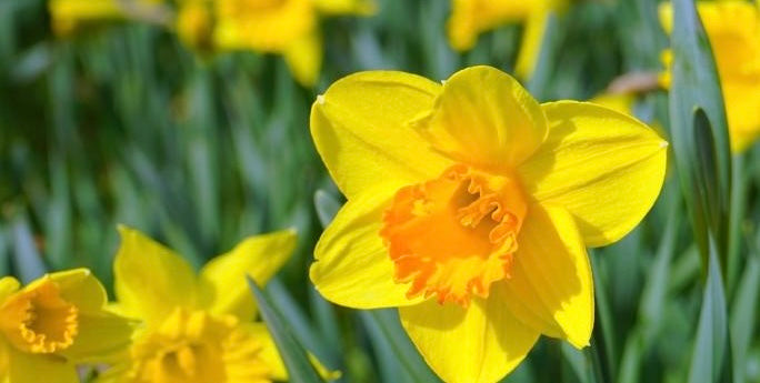 Daffodils delivery in Ukraine