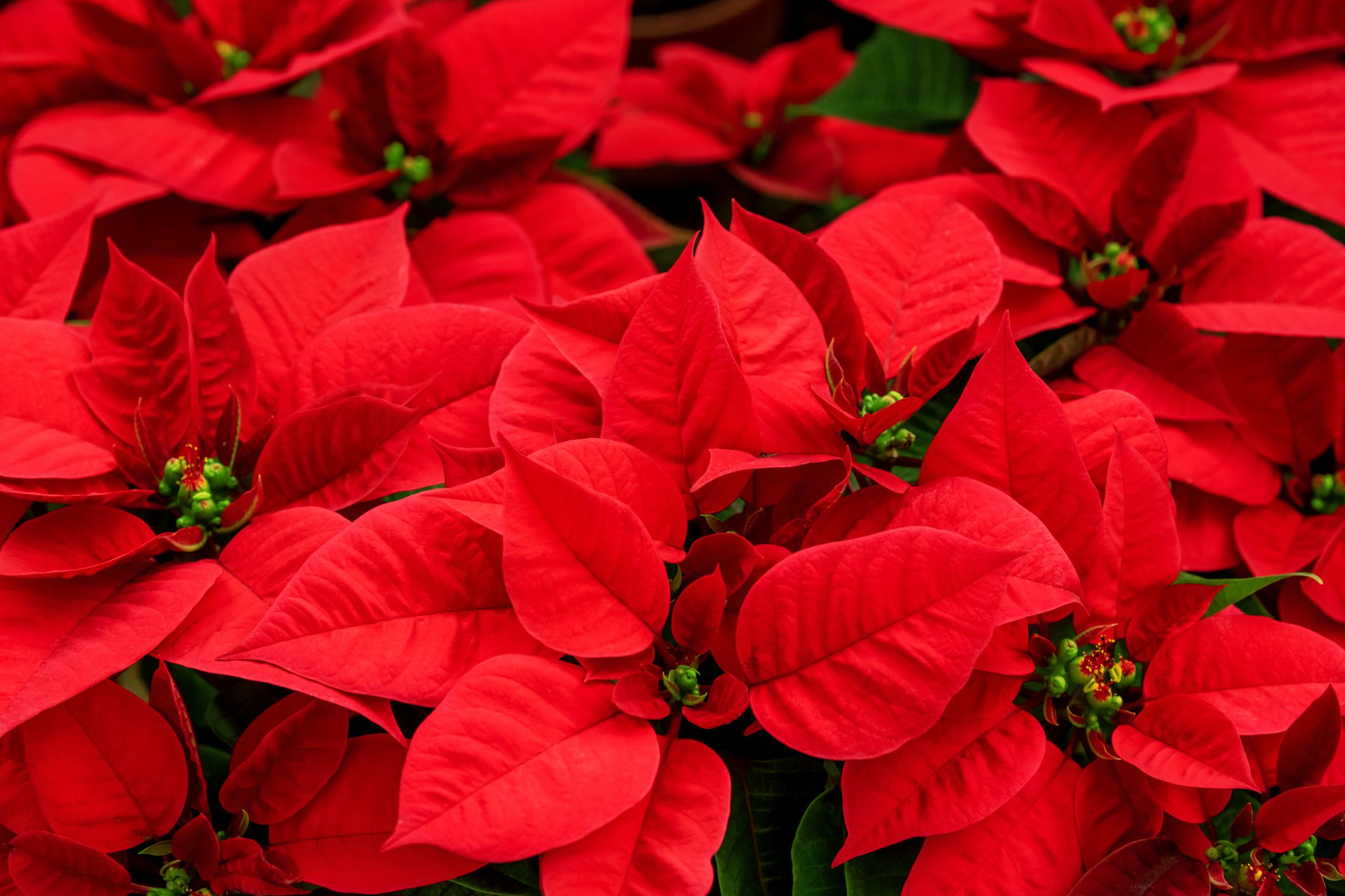 Poinsettia, the flower of December