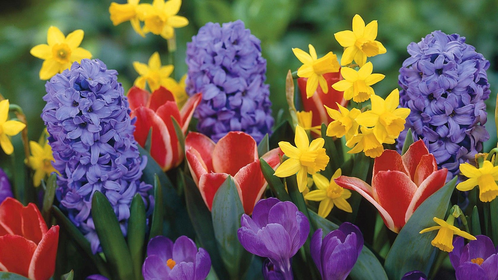 FIRST SPRING FLOWERS IN UKRAINE