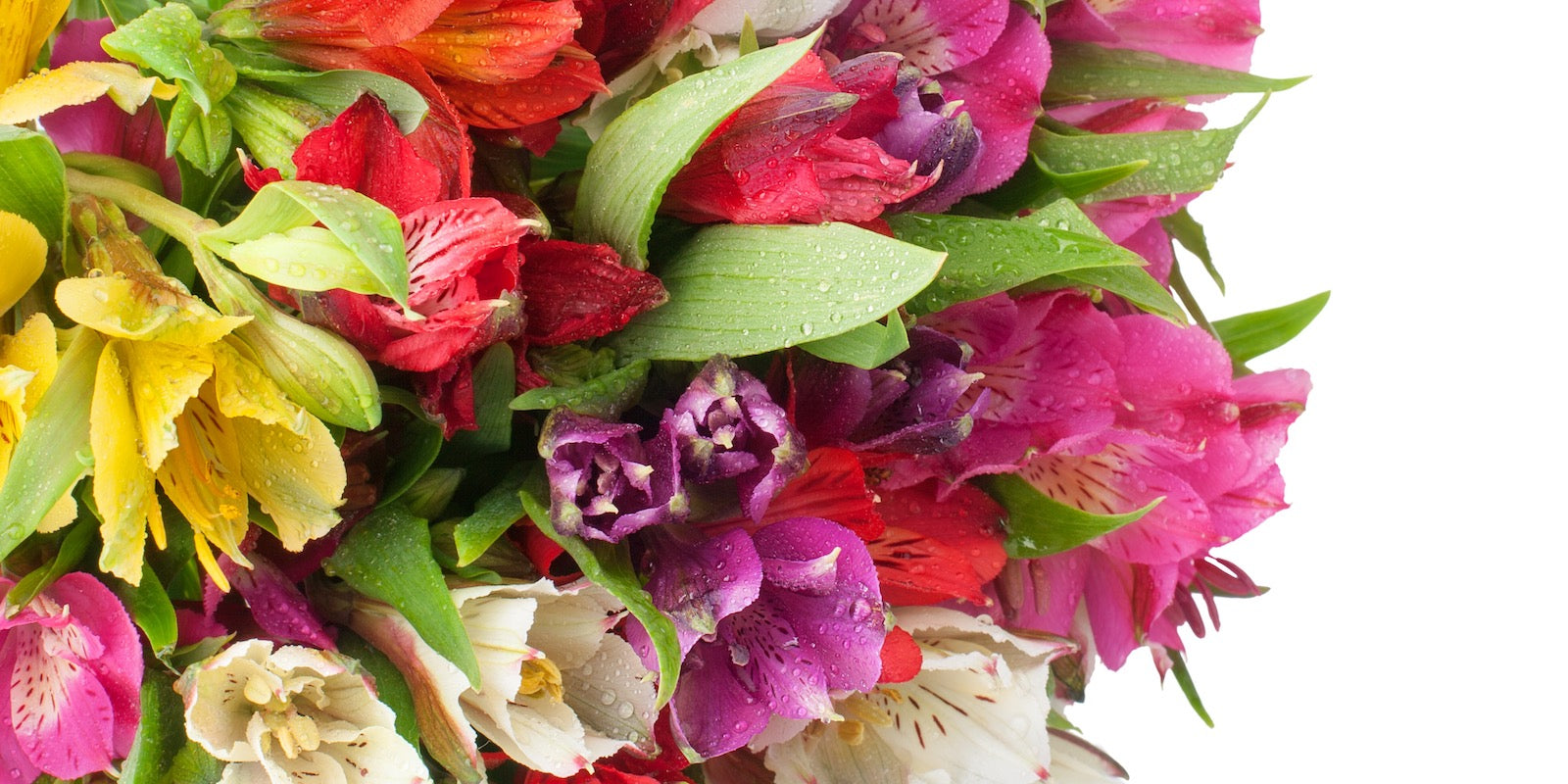 Alstroemeria, October Birth Flower