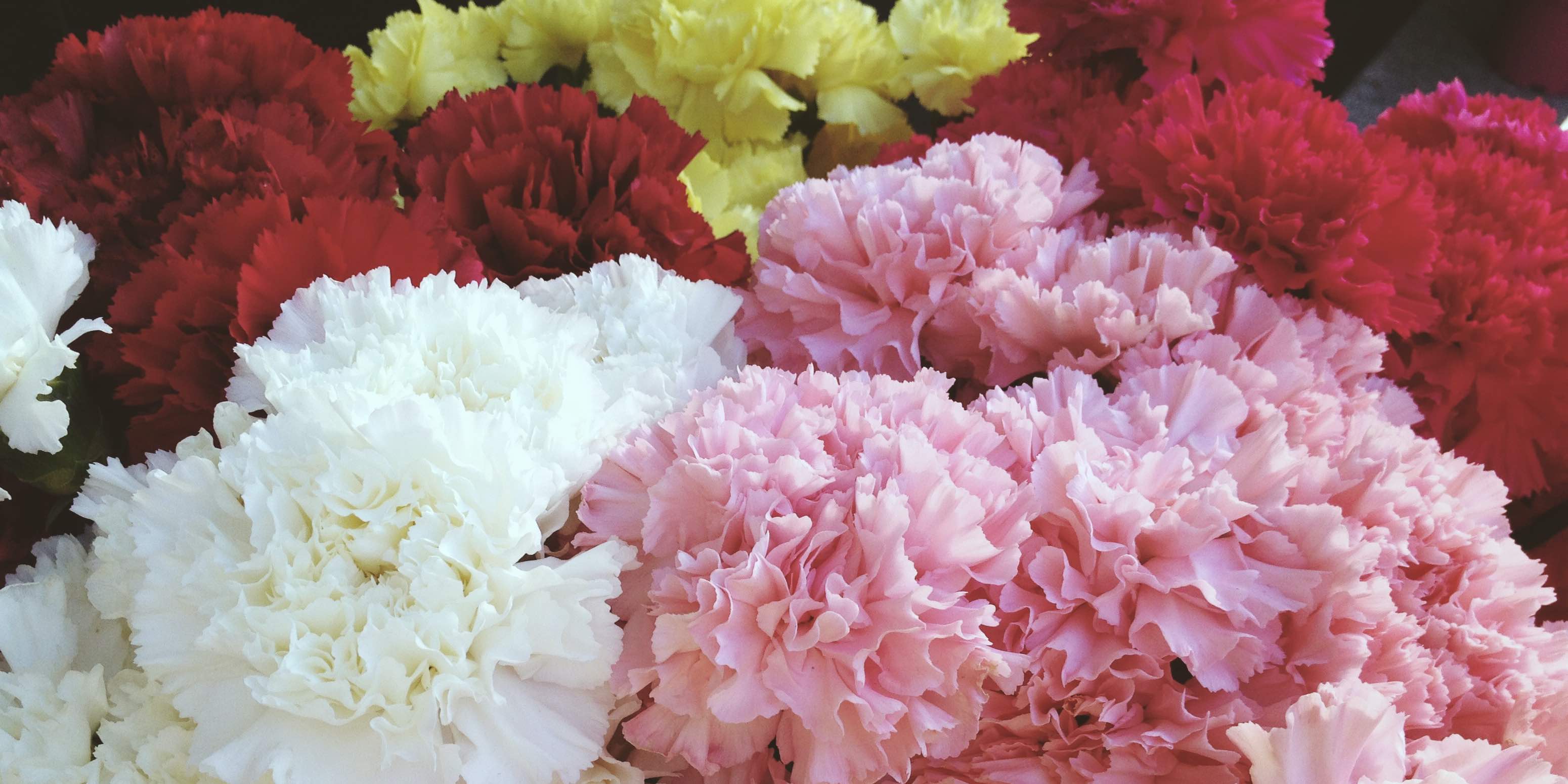 Send carnation flowers to Ukraine