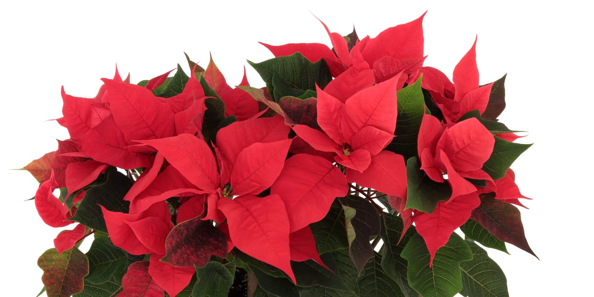 poinsettia delivery in Ukraine