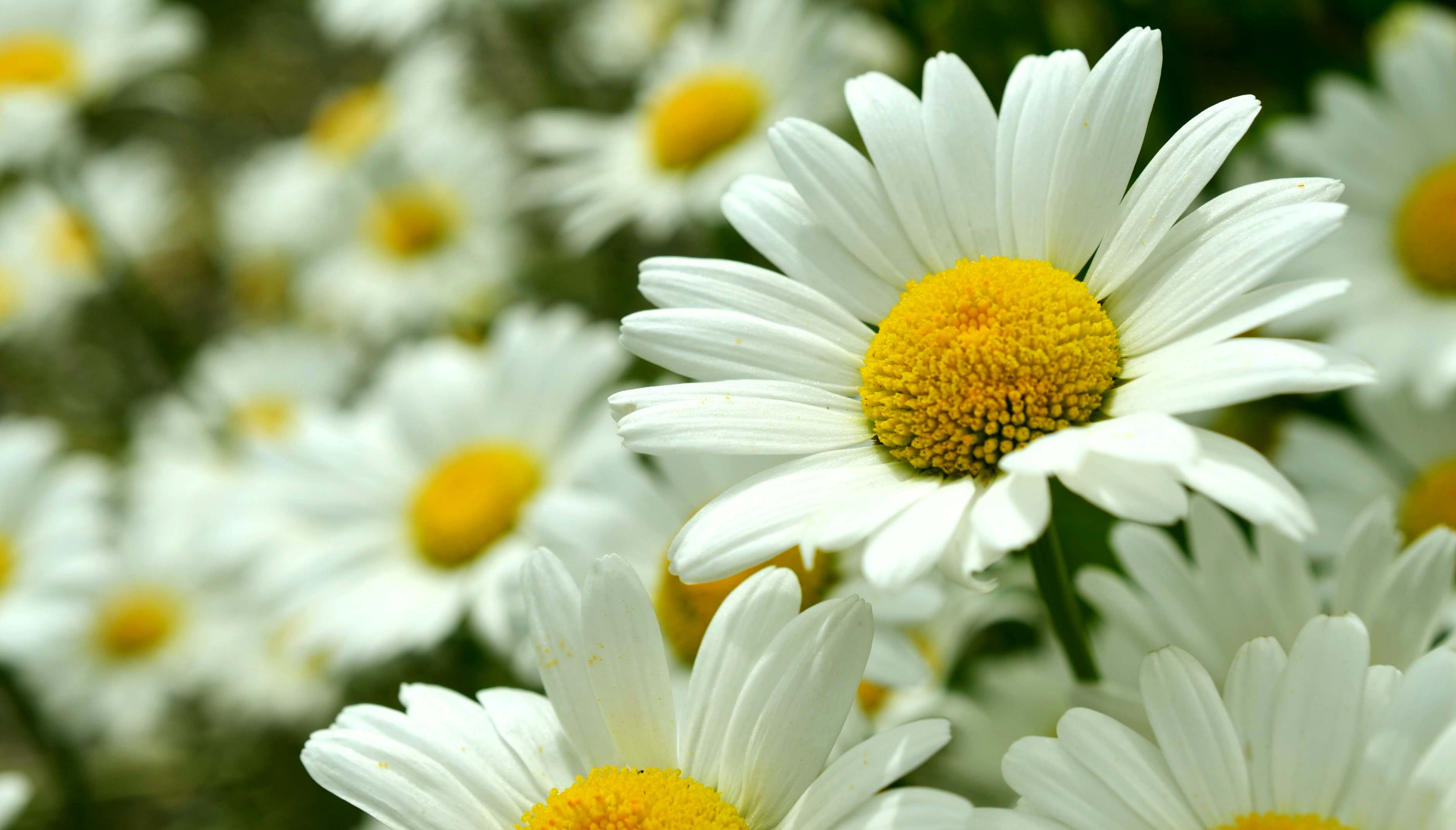 Daisy, April Birth Flower