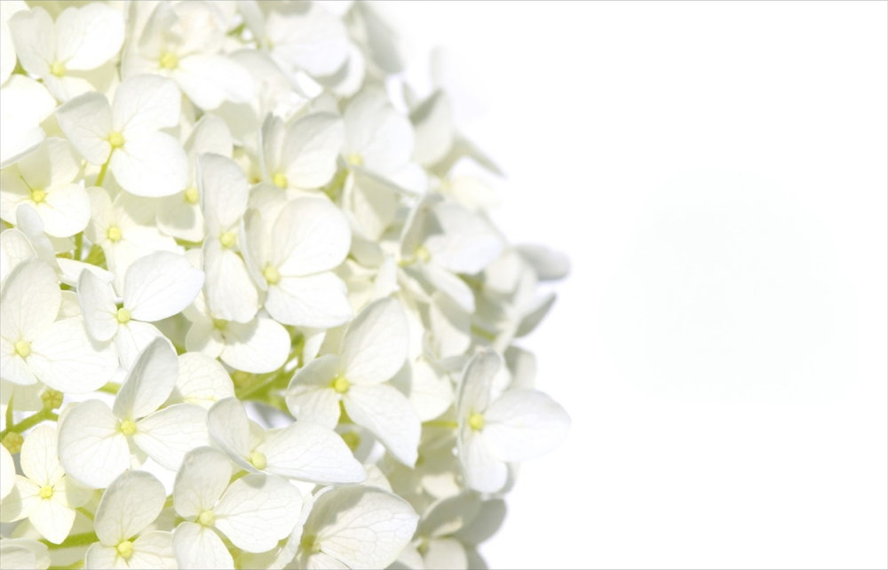 Hydrangea delivery in Ukraine