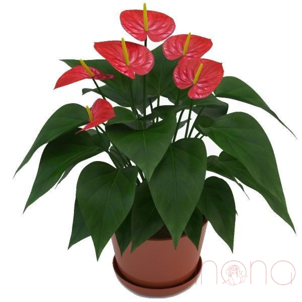 Anthurium | Ukraine Gift Delivery.