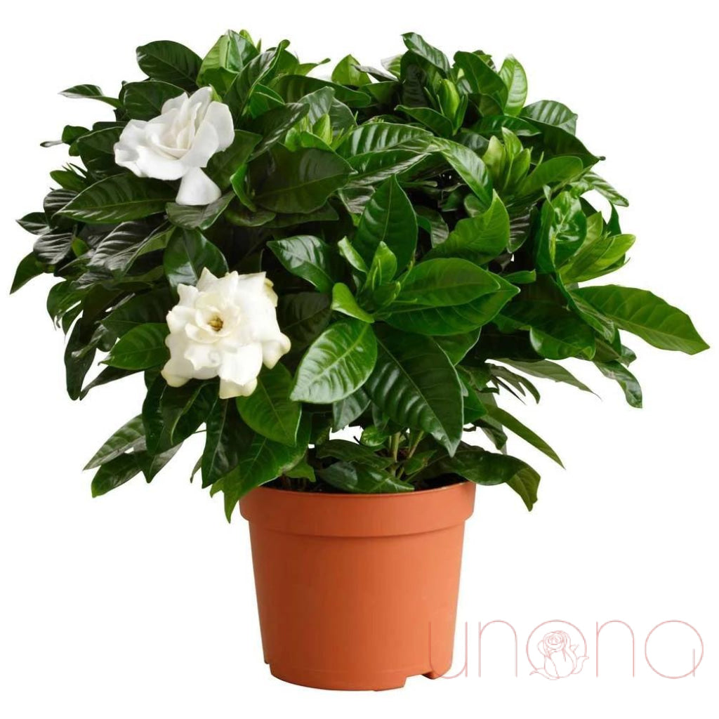 Blossoming Gardenia | Ukraine Gift Delivery.