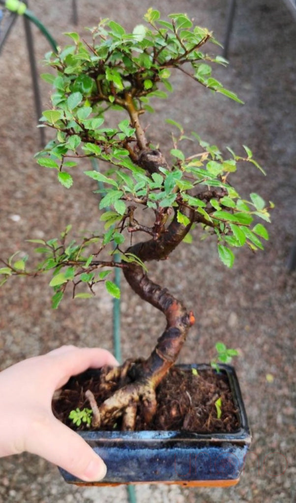 Bonsai