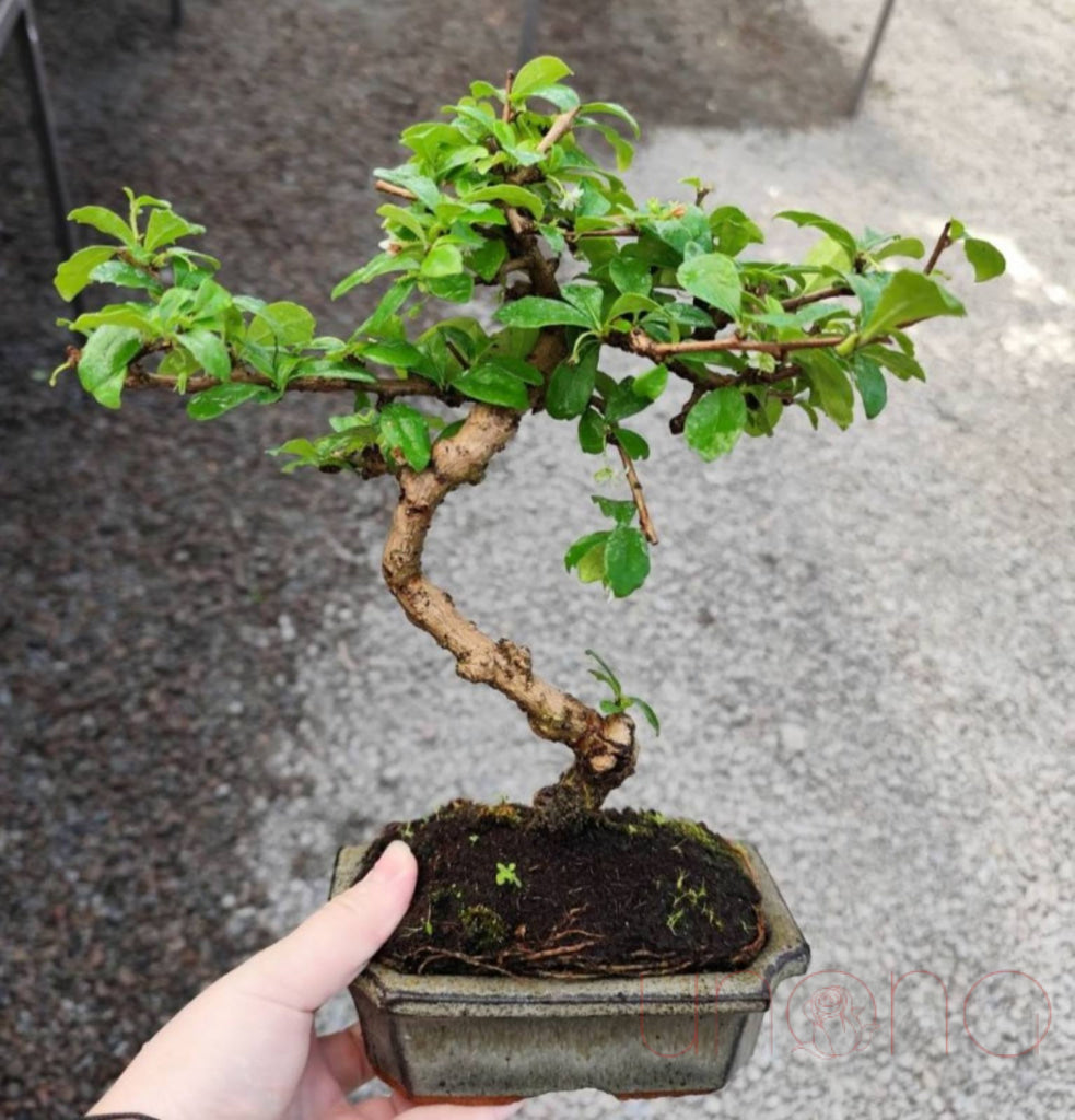 Bonsai