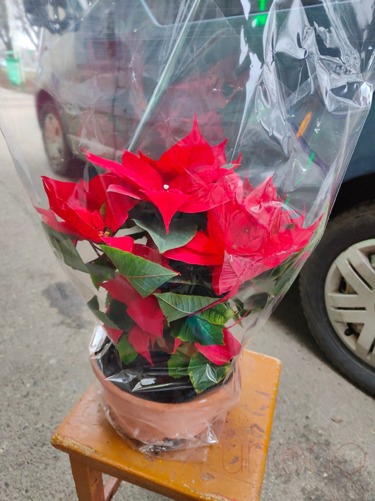 Classic Christmas Poinsettia By Occasion