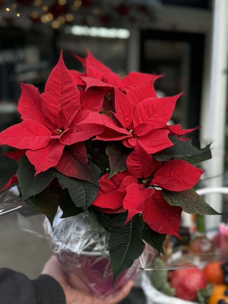 Classic Christmas Poinsettia Poinsettia