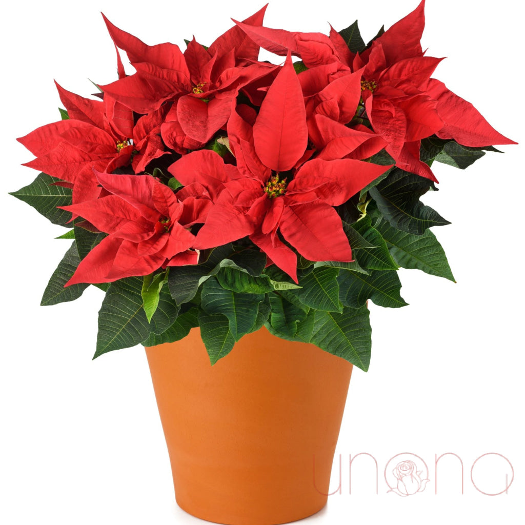 Classic Christmas Poinsettia | Ukraine Gift Delivery.