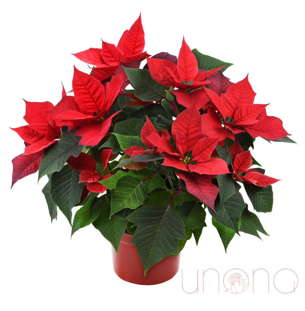 Classic Christmas Poinsettia Big By Occasion