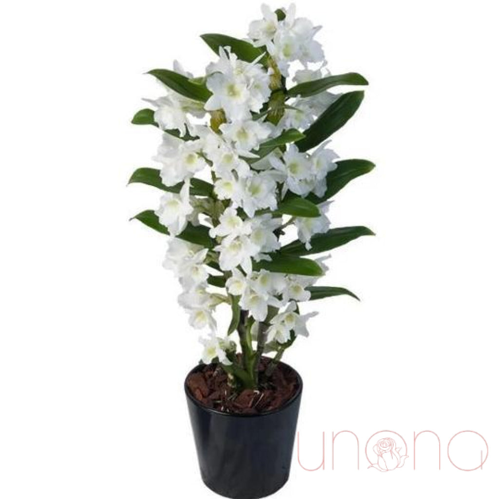 Dendrobium Orchid | Ukraine Gift Delivery.