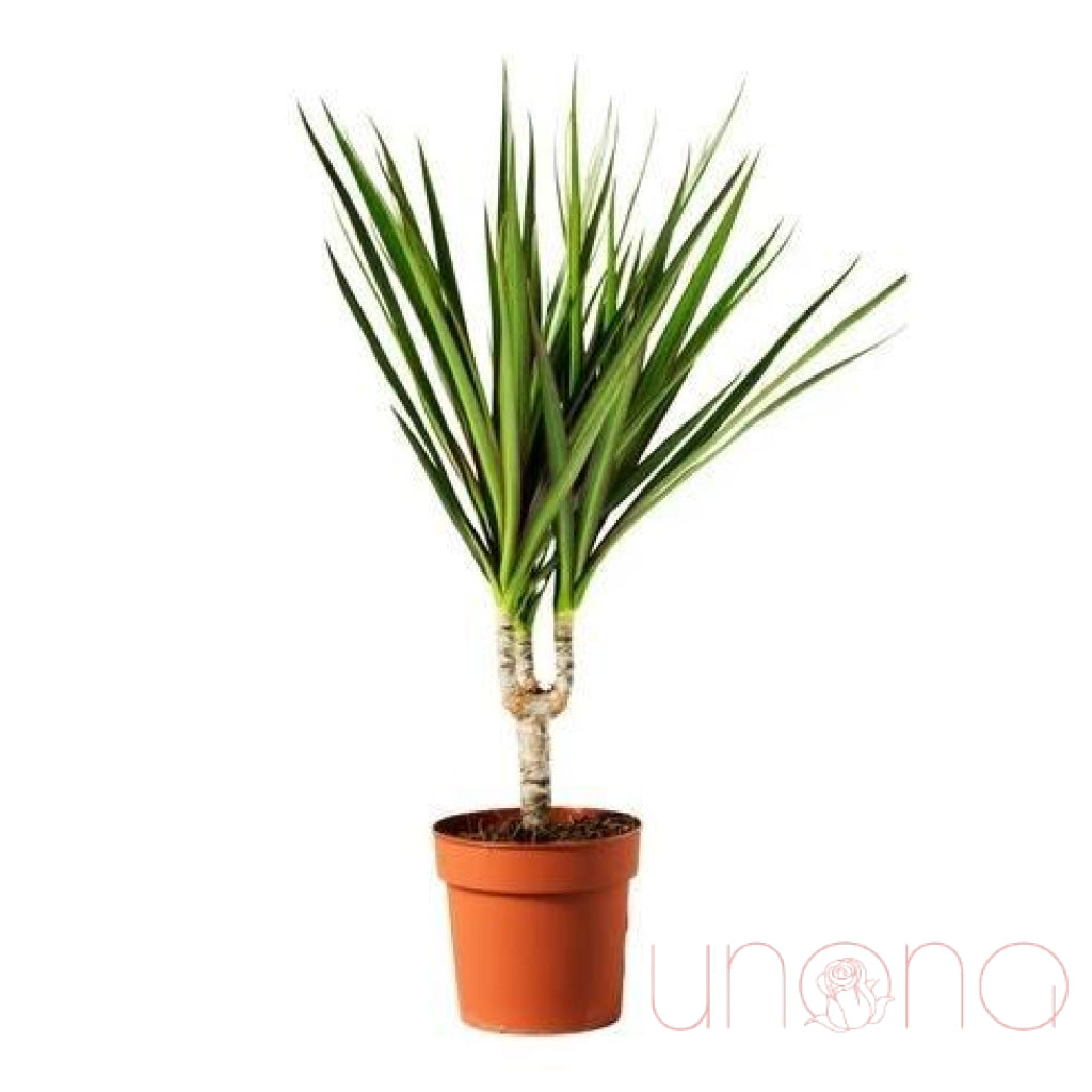 Dracaena | Ukraine Gift Delivery.