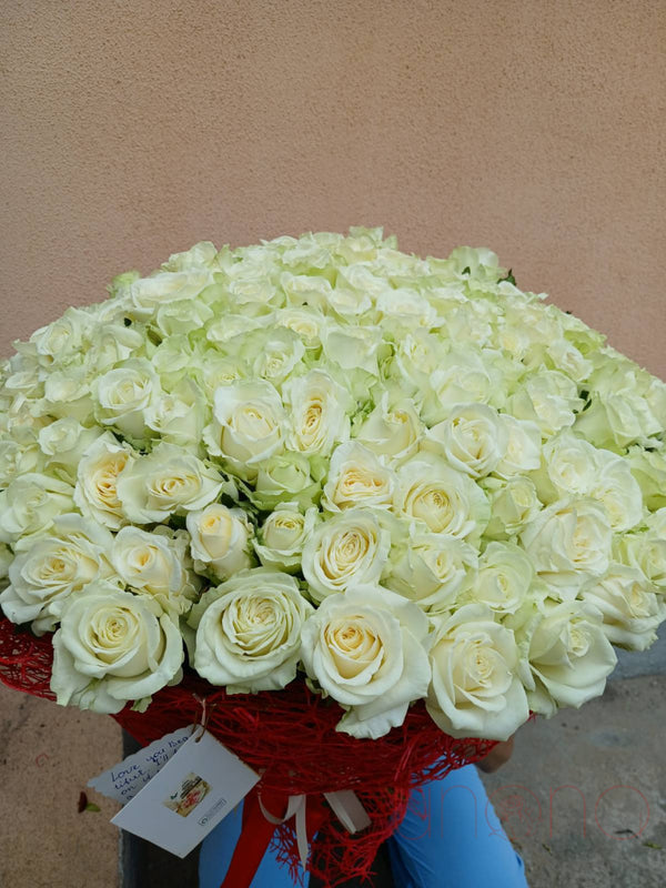 Dream 150 Roses Arrangement White / Standard (Local Flowers) By Holidays