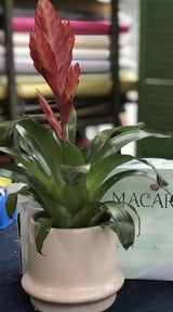Exotic Tropical Bromelia By Country