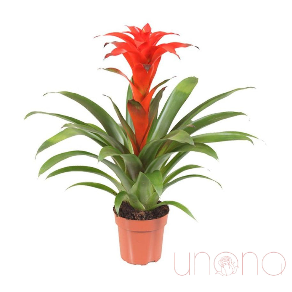 Exotic Tropical Bromelia | Ukraine Gift Delivery.