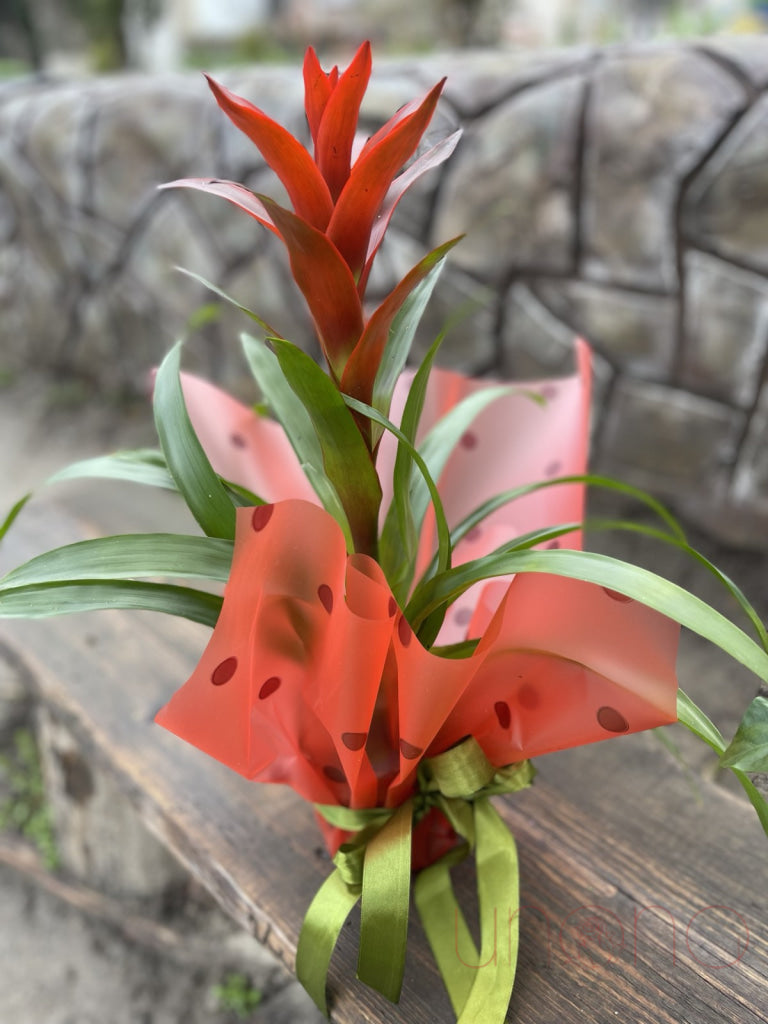 Exotic Tropical Bromelia By Country