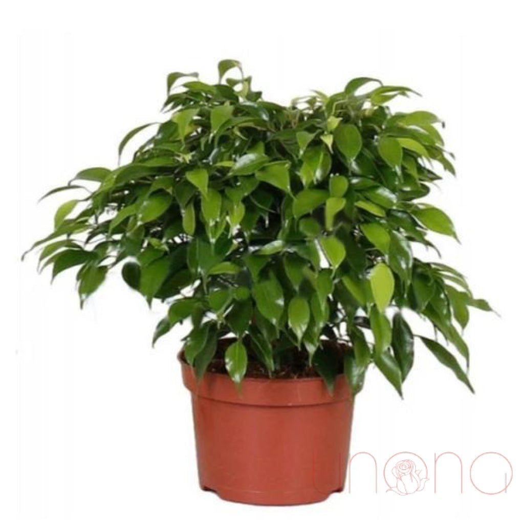 Ficus Benjamina | Ukraine Gift Delivery.