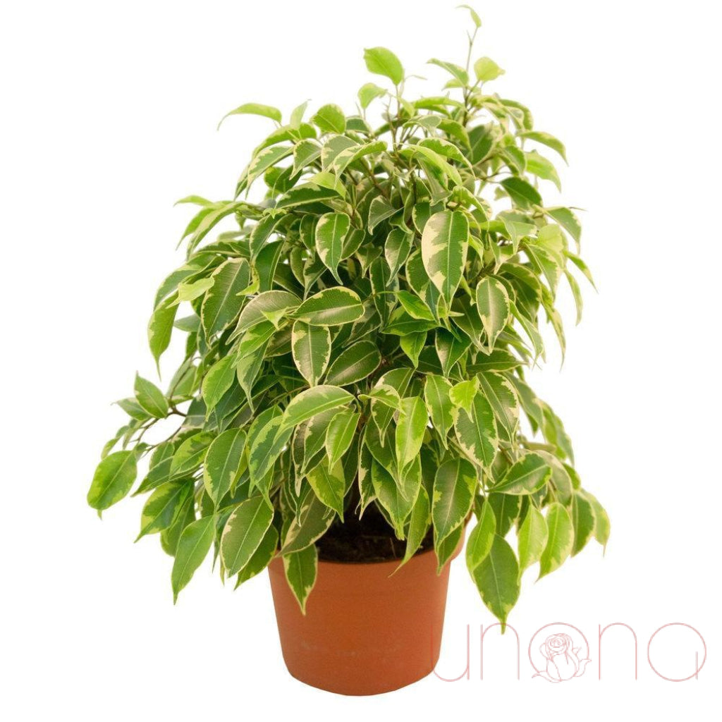 Ficus Benjamina | Ukraine Gift Delivery.