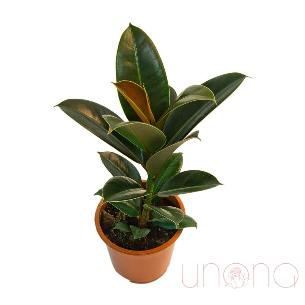 Ficus Elastica | Ukraine Gift Delivery.