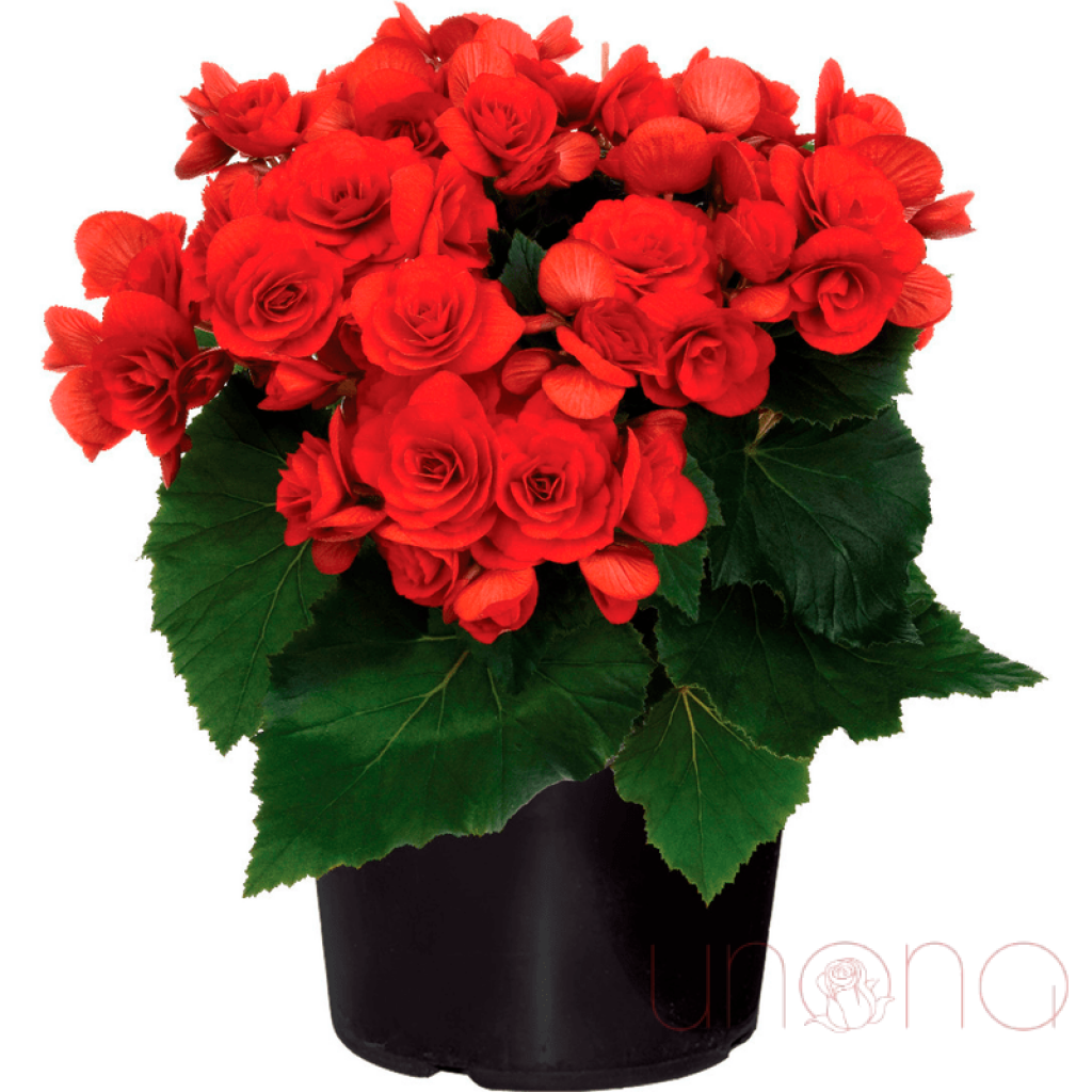 Gorgeous Begonia | Ukraine Gift Delivery.