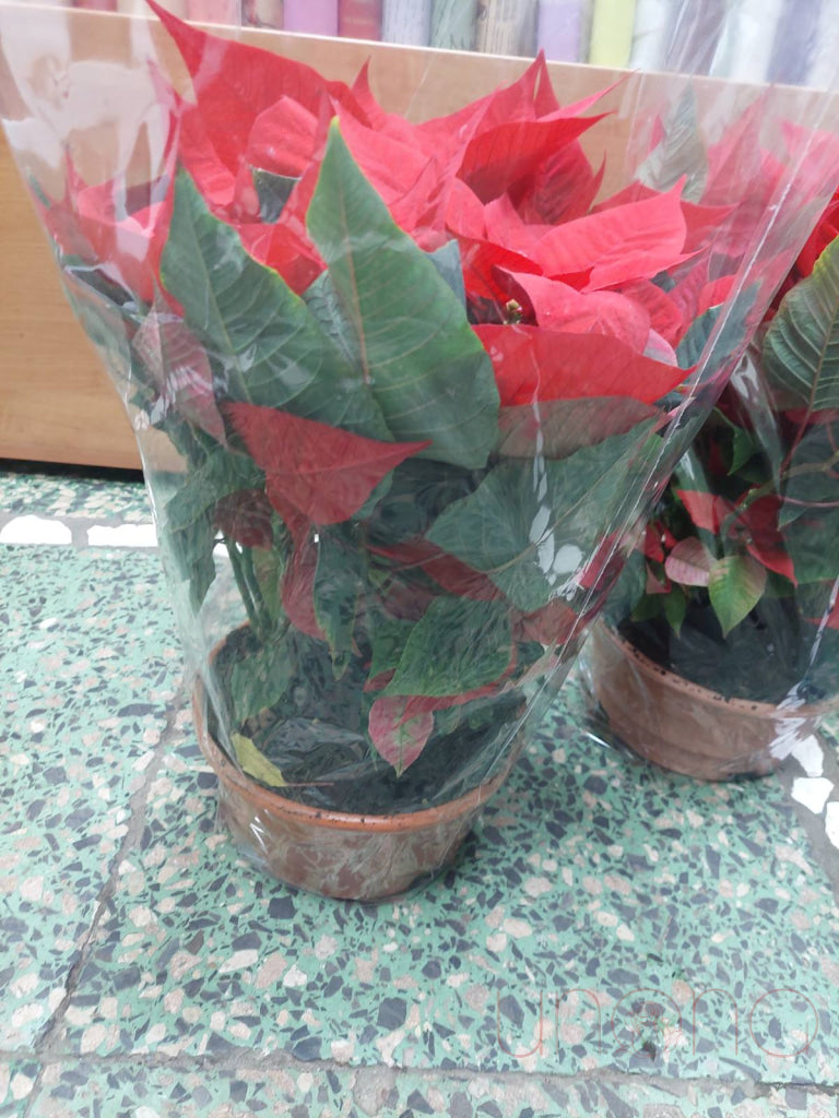 Gorgeous Poinsettia Flower Basket By Occasion