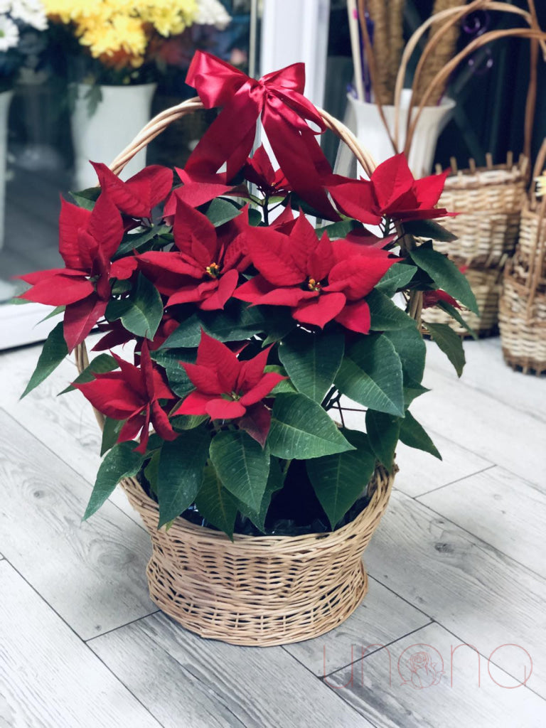 Gorgeous Poinsettia Flower Basket Poinsettia