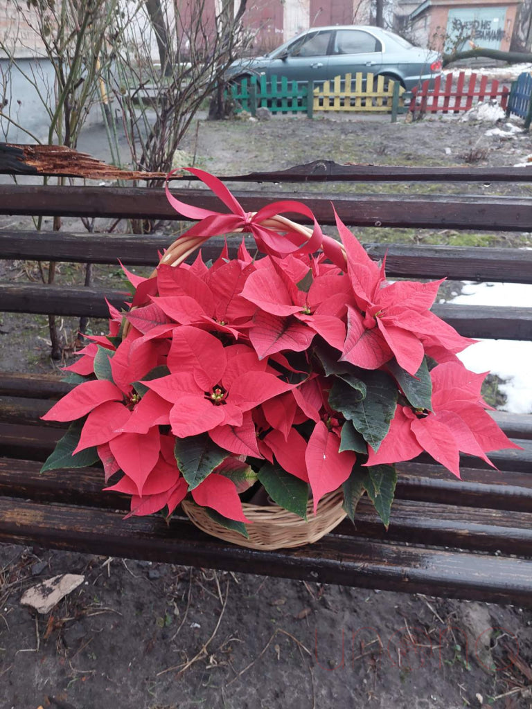 Gorgeous Poinsettia Flower Basket By Occasion