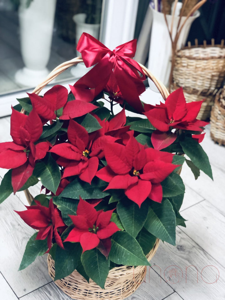 Gorgeous Poinsettia Flower Basket Poinsettia