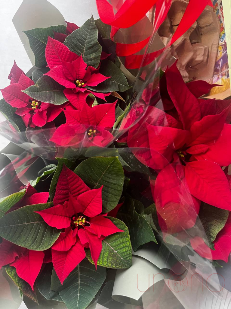 Gorgeous Poinsettia Flower Basket Poinsettia