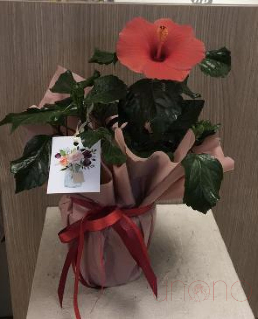 Hibiscus Blooming Plant By Price