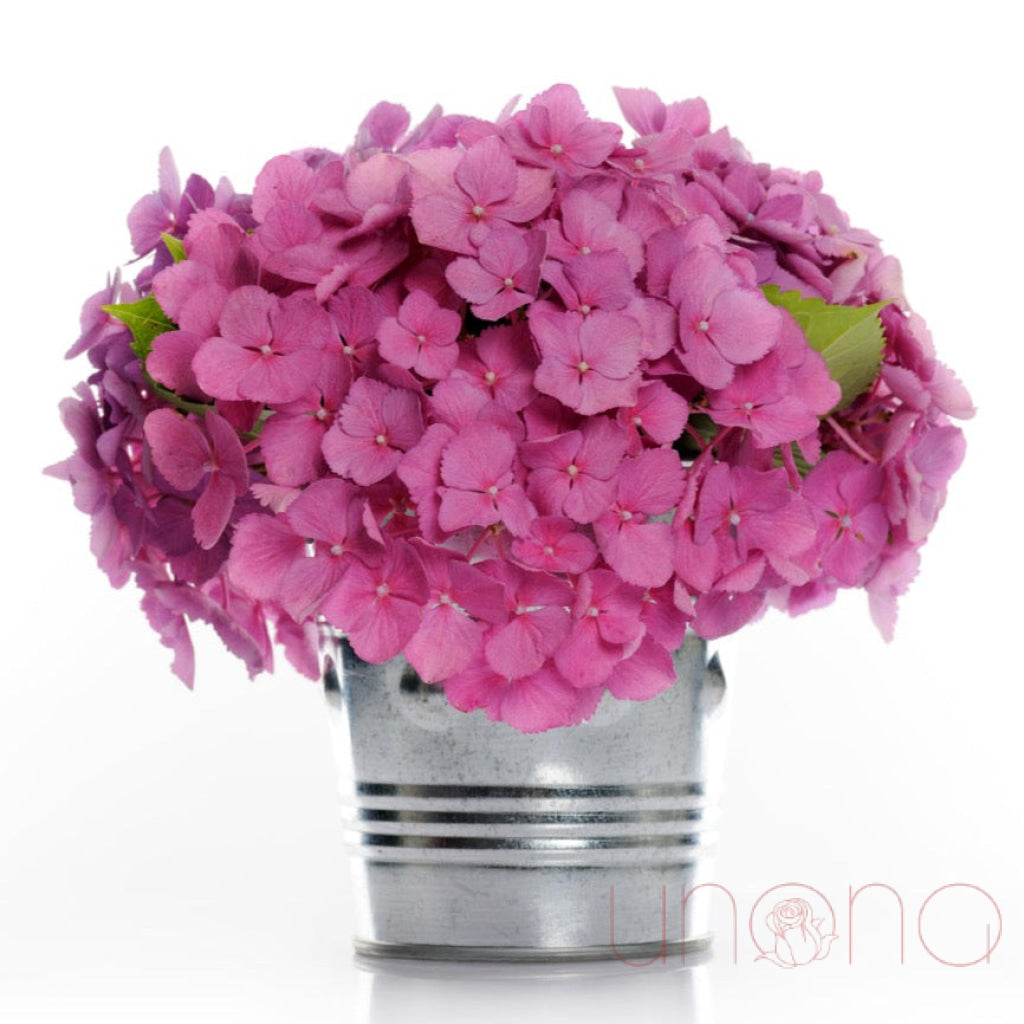 Hydrangea beauty flowers delivery in Ukraine