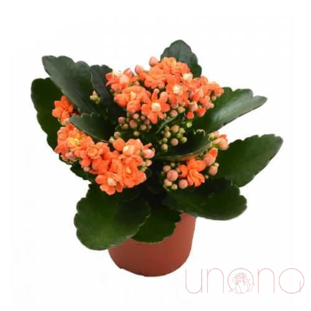 Kalanchoe Plant | Ukraine Gift Delivery.