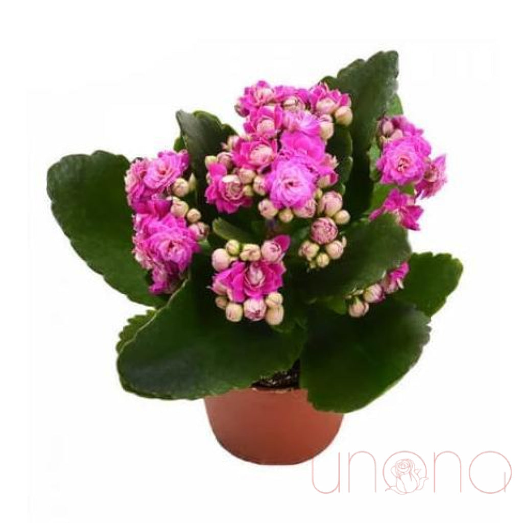 Kalanchoe Plant | Ukraine Gift Delivery.