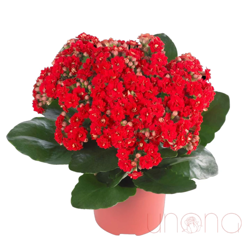 Kalanchoe Plant | Ukraine Gift Delivery.