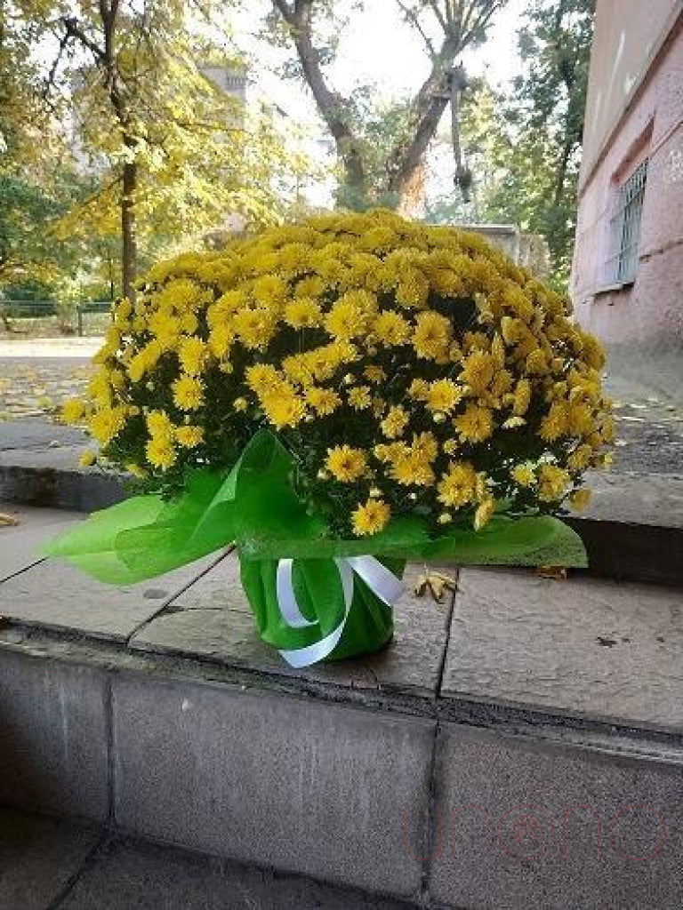 Lovely Pot Chrysanthemum | Ukraine Gift Delivery.