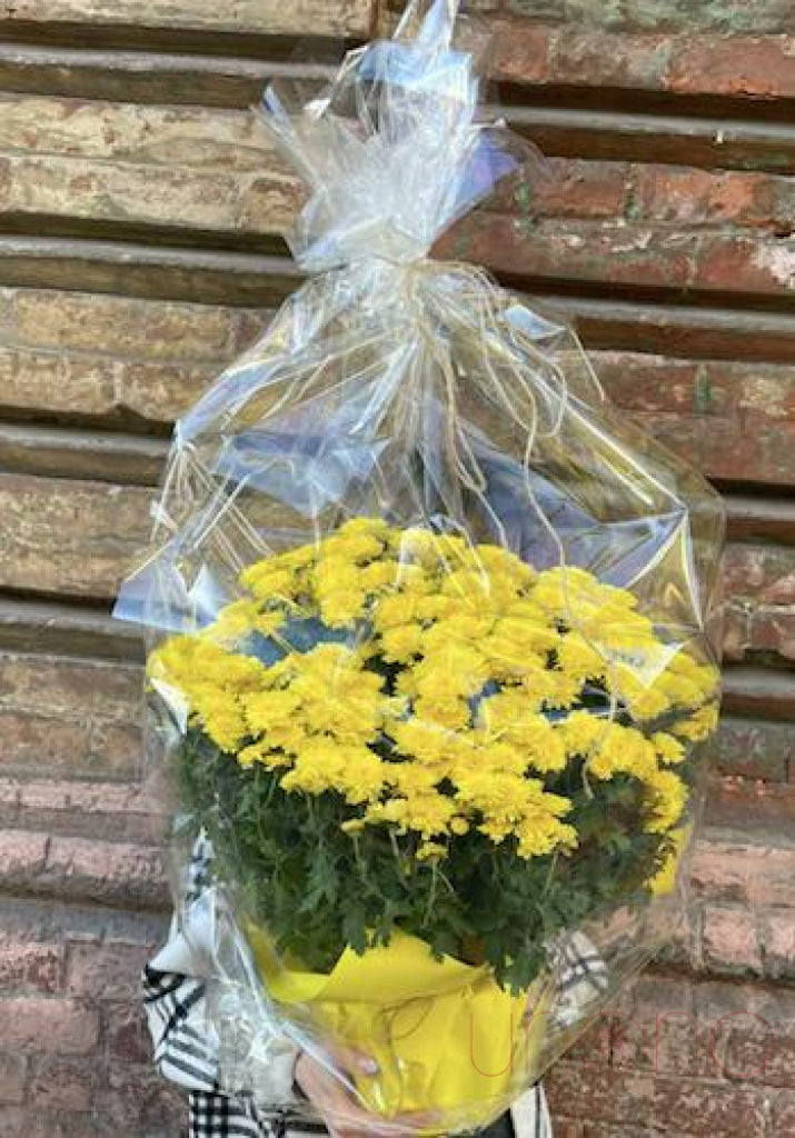 Lovely Pot Chrysanthemum By Country