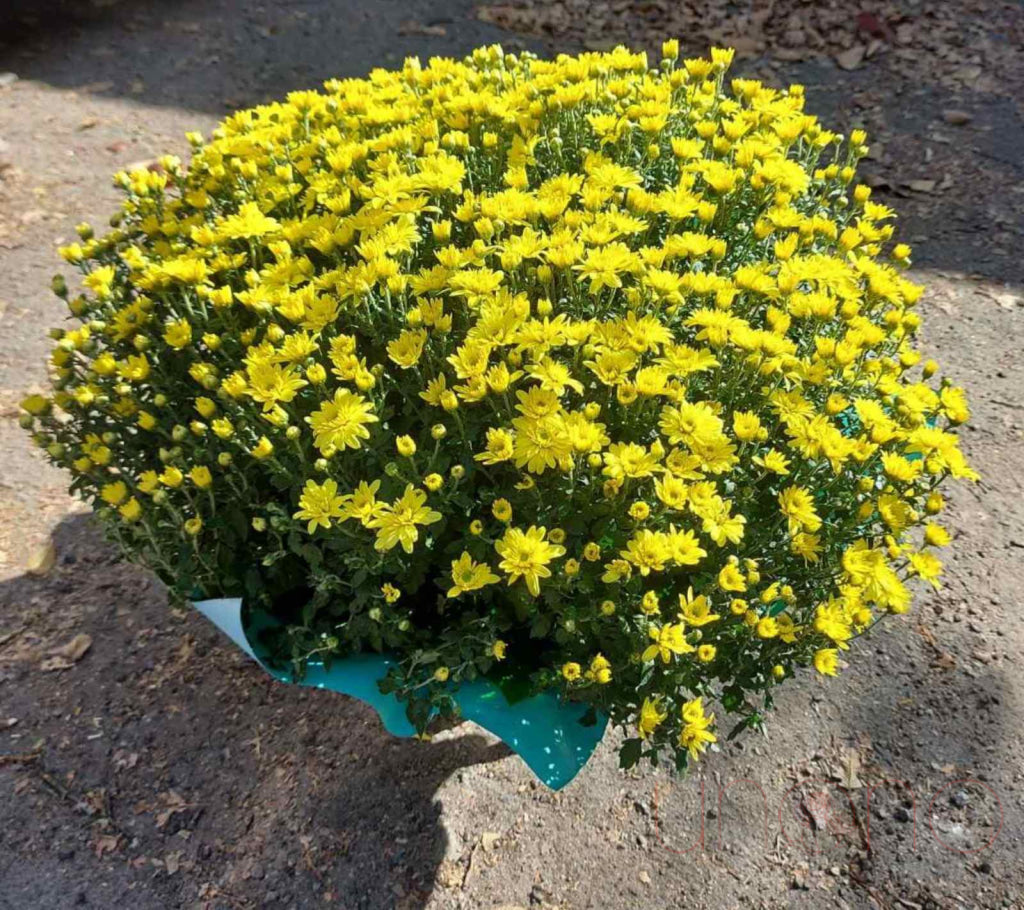 Lovely Pot Chrysanthemum By Country