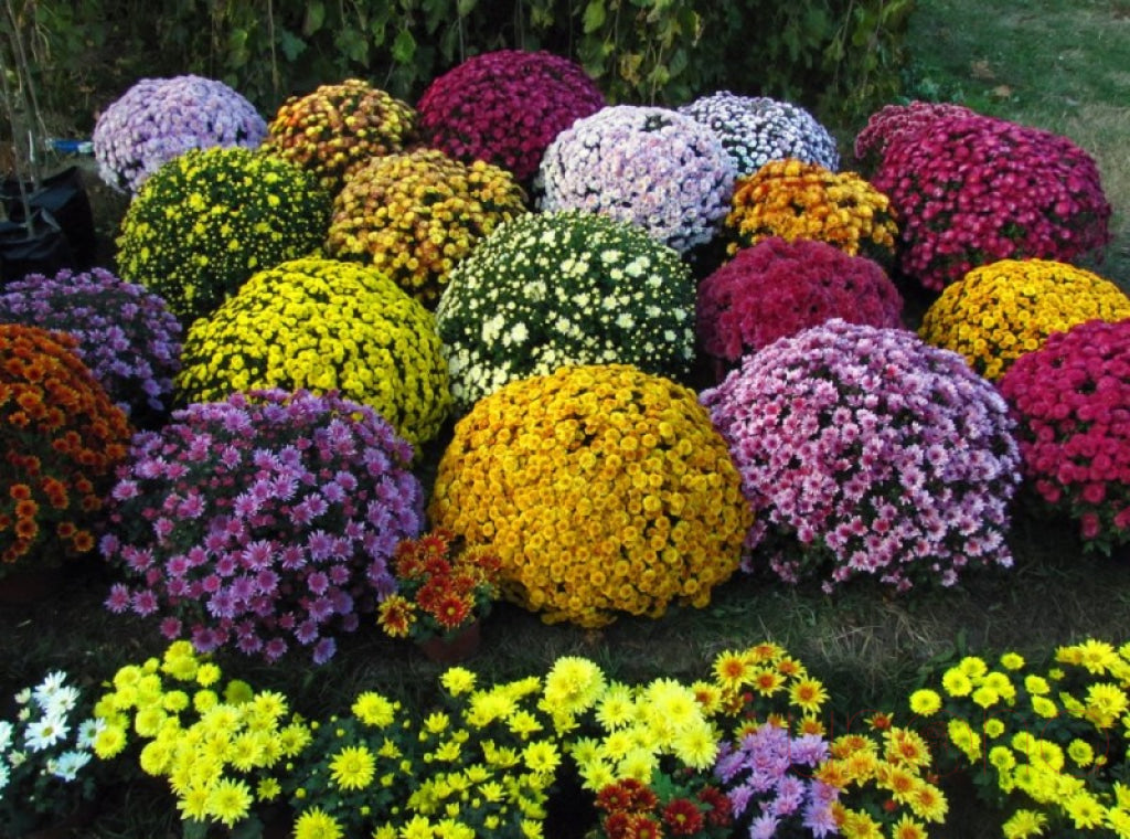 Lovely Pot Chrysanthemum By Country