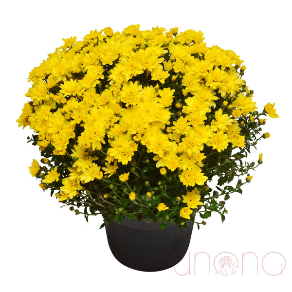 Lovely Pot Chrysanthemum By Country