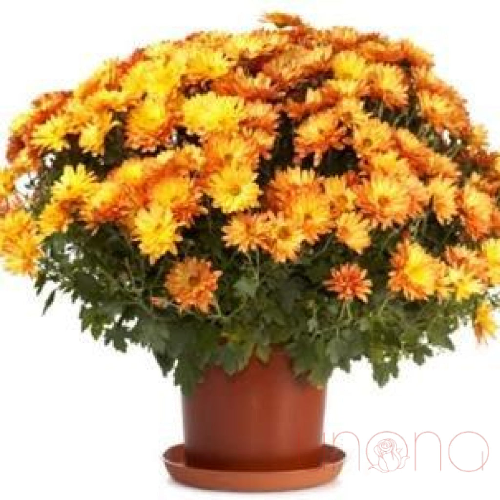 Lovely Pot Chrysanthemum | Ukraine Gift Delivery.