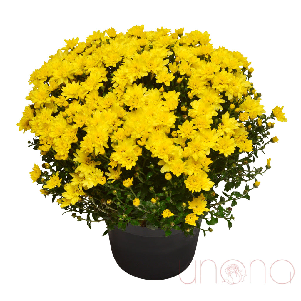 Lovely Pot Chrysanthemum Yellow / Regular: As Shown By Country