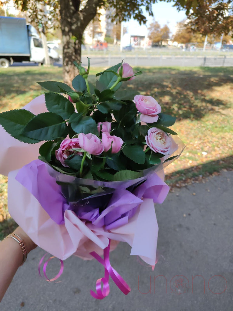 Miniature Rose Bush By Price