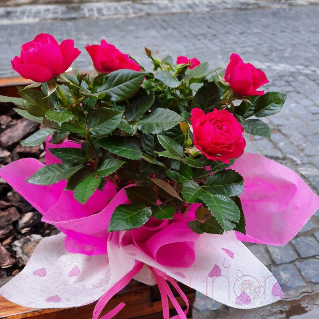 Miniature Rose Bush | Ukraine Gift Delivery.