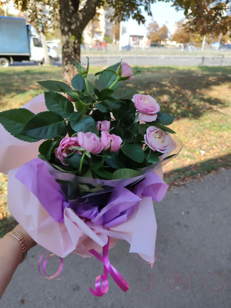 Miniature Rose Bush Pink By Price