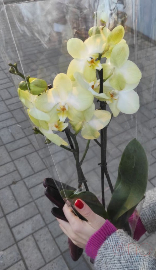 Phalaenopsis Orchid