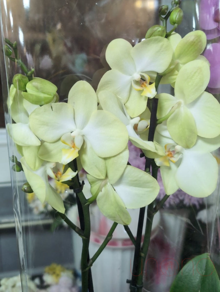 Phalaenopsis Orchid